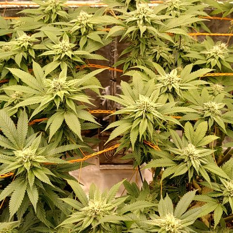 Foto de la cronología del growlog de Nicol Punch #1