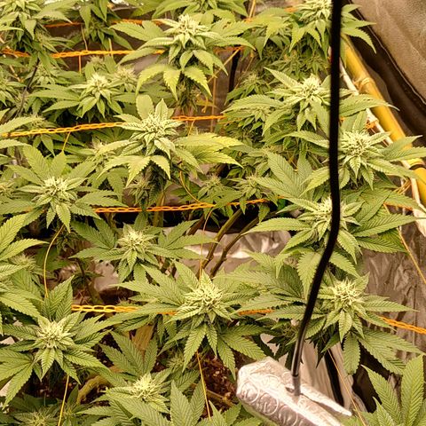 Foto de la cronología del growlog de Nicol Punch #1