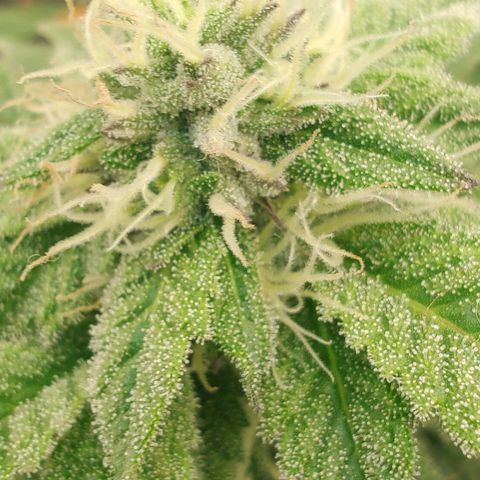 Foto de la cronología del growlog de Nicol Punch #1