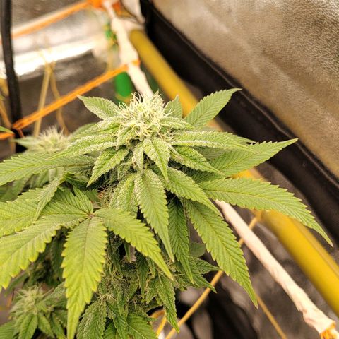 Foto de la cronología del growlog de Nicol Punch #1