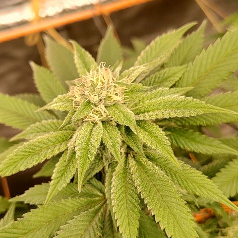 Foto de la cronología del growlog de Nicol Punch #1