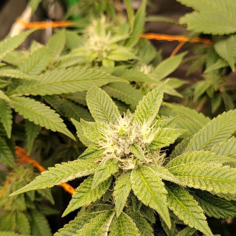Foto de la cronología del growlog de Nicol Punch #1