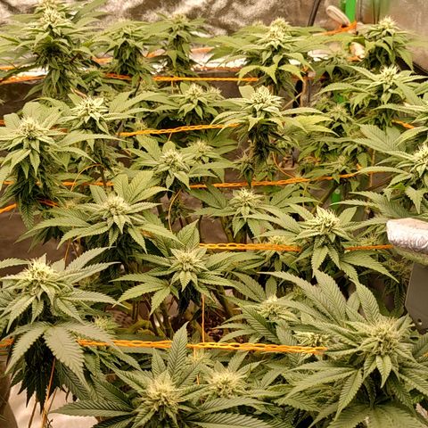 Foto de la cronología del growlog de Nicol Punch #1
