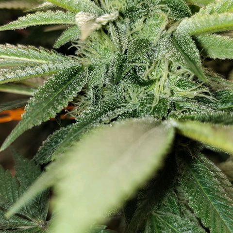 Nicol Punch #2 growlog timeline photo
