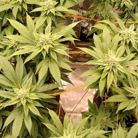 Nicol Punch #2 growlog timeline photo