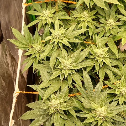 Nicol Punch #2 growlog timeline photo