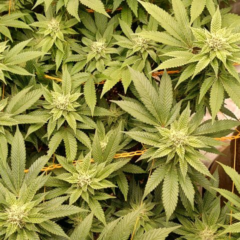 Nicol Punch #2 growlog timeline photo