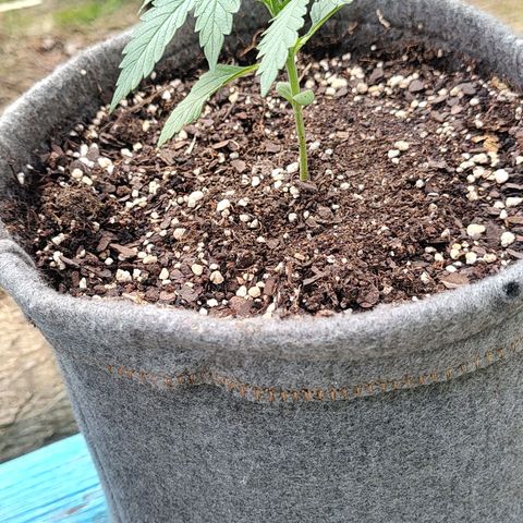 Foto de la cronología del growlog de Big-Auto- #1