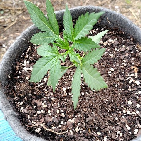 Foto de la cronología del growlog de Big-Auto- #1