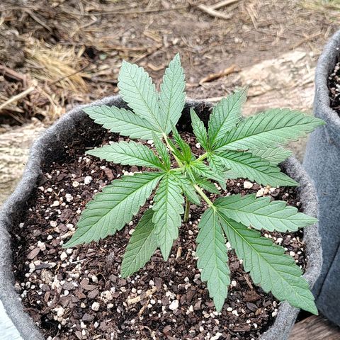Big-Auto- #2 growlog timeline photo