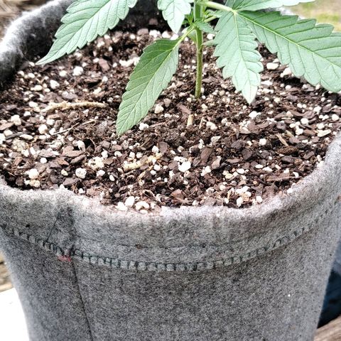 Big-Auto- #2 growlog timeline photo
