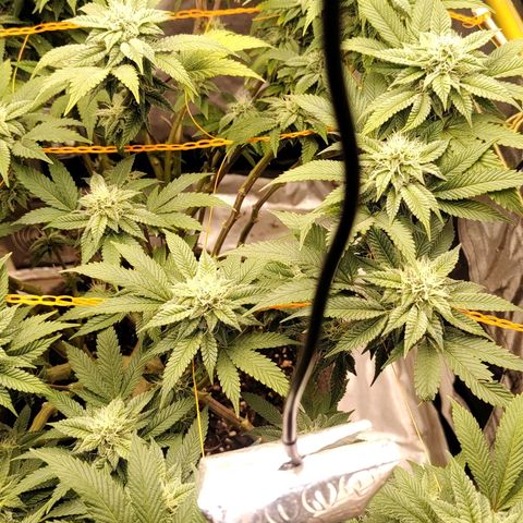 Foto de la cronología del growlog de Nicol Punch #1