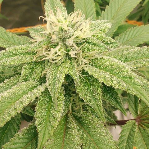 Foto de la cronología del growlog de Nicol Punch #1