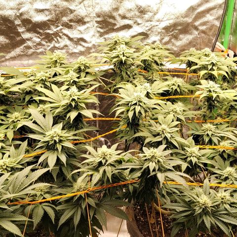 Foto de la cronología del growlog de Nicol Punch #1