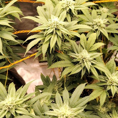 Foto de la cronología del growlog de Nicol Punch #1