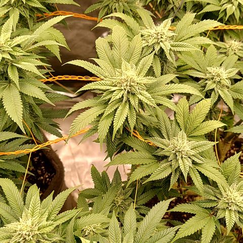 Foto de la cronología del growlog de Nicol Punch #1