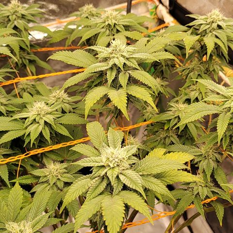 Foto de la cronología del growlog de Nicol Punch #1
