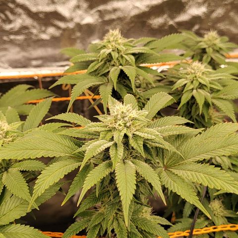 Foto de la cronología del growlog de Nicol Punch #1