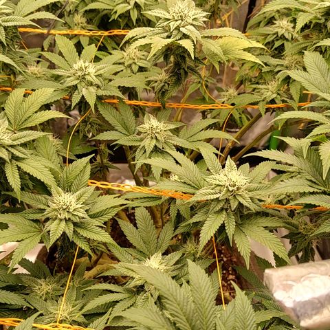 Foto de la cronología del growlog de Nicol Punch #1