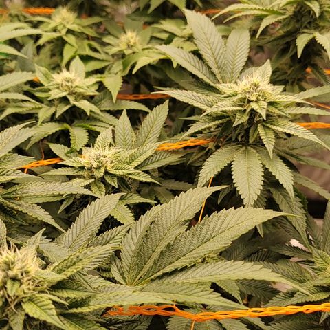 Nicol Punch #2 growlog timeline photo