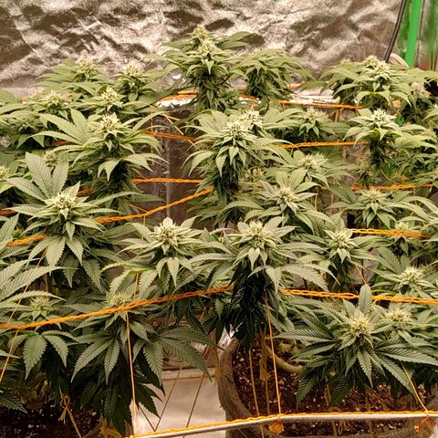 Nicol Punch #2 growlog timeline photo