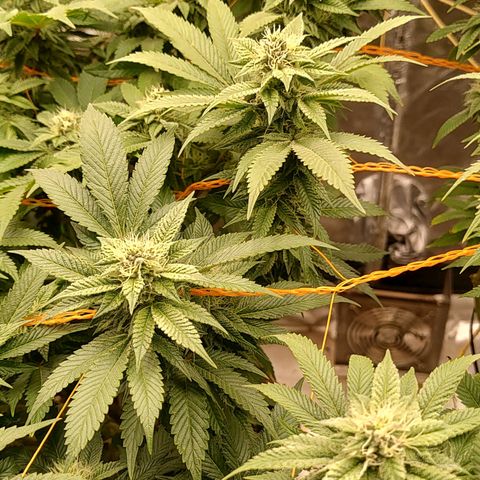 Nicol Punch #2 growlog timeline photo