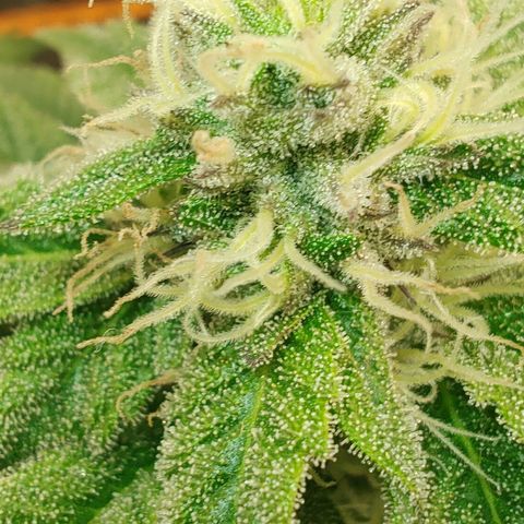 Nicol Punch #2 growlog timeline photo