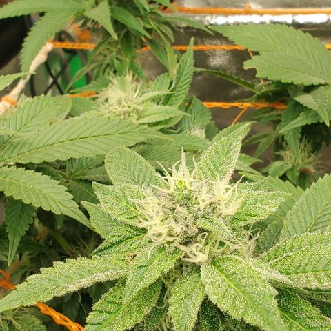 Nicol Punch #2 growlog timeline photo