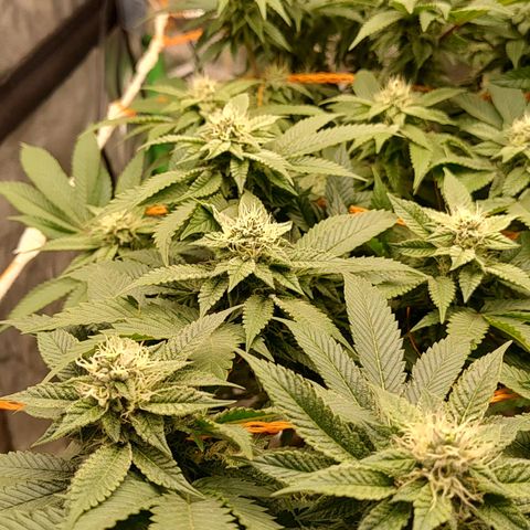 Nicol Punch #2 growlog timeline photo