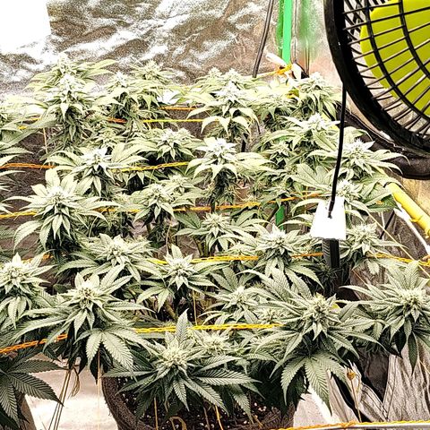 Foto de la cronología del growlog de Nicol Punch #1