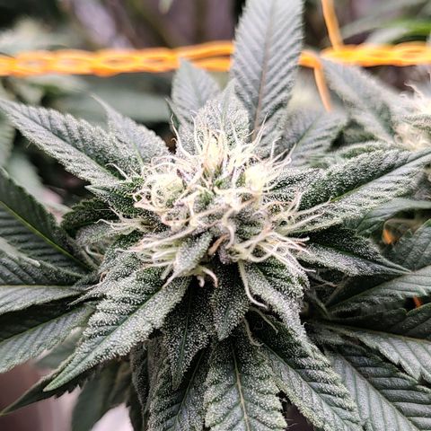Foto de la cronología del growlog de Nicol Punch #1