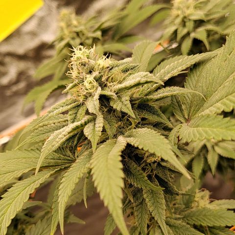 Foto de la cronología del growlog de Nicol Punch #1