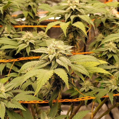 Foto de la cronología del growlog de Nicol Punch #1