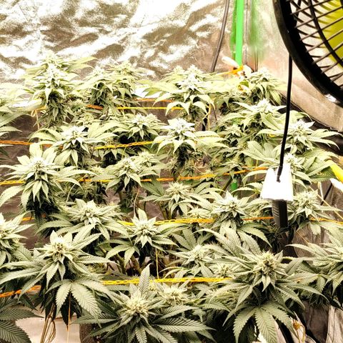 Foto de la cronología del growlog de Nicol Punch #1