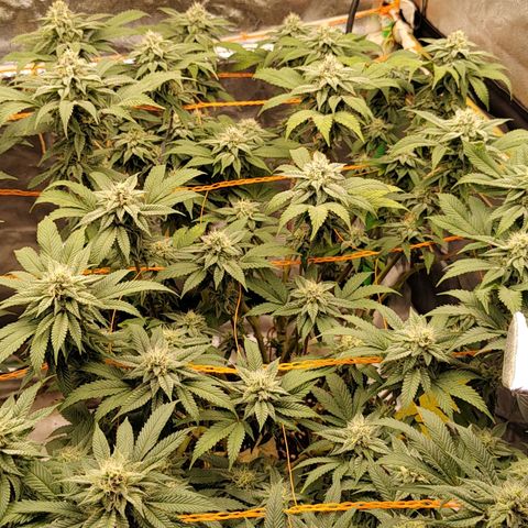 Foto de la cronología del growlog de Nicol Punch #1