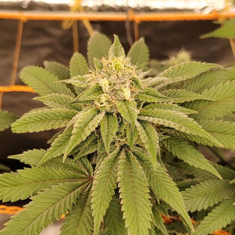 Foto de la cronología del growlog de Nicol Punch #1