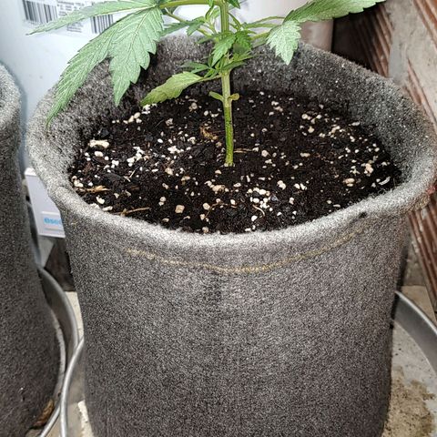 Foto de la cronología del growlog de Big-Auto- #1