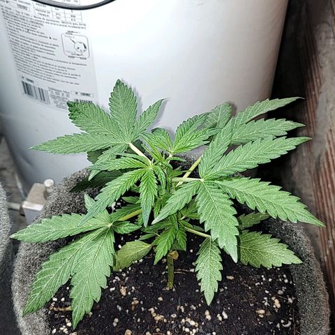 Foto de la cronología del growlog de Big-Auto- #1