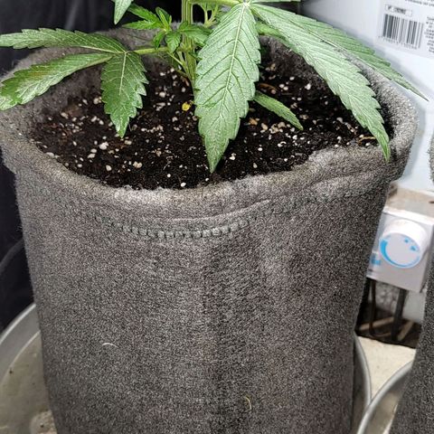 Foto de la cronología del growlog de Big-Auto- #2