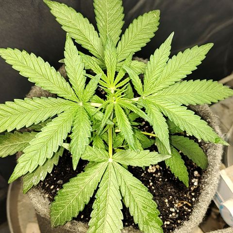 Foto de la cronología del growlog de Big-Auto- #2