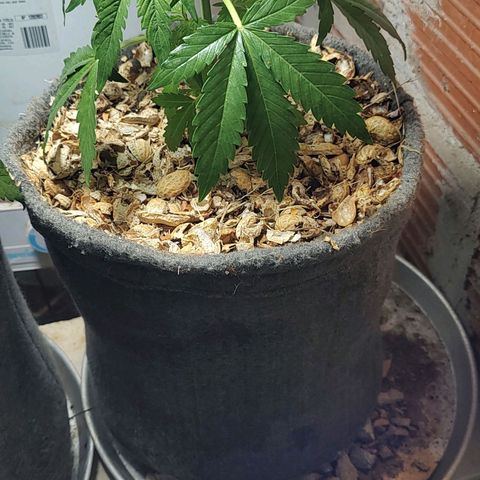 Big-Auto- #1 growlog timeline photo