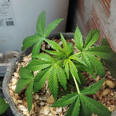 Big-Auto- #1 growlog timeline photo