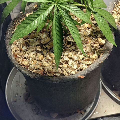 Big-Auto- #2 growlog timeline photo