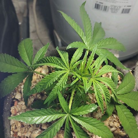 Big-Auto- #2 growlog timeline photo