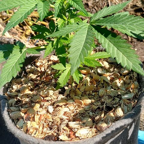 Big-Auto- #1 growlog timeline photo