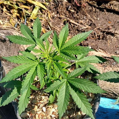 Big-Auto- #1 growlog timeline photo