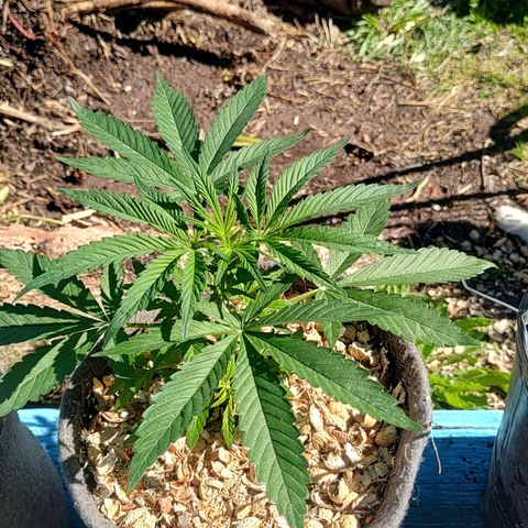 Big-Auto- #1 growlog timeline photo