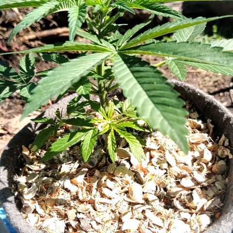 Big-Auto- #1 growlog timeline photo