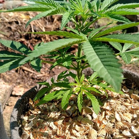 Big-Auto- #1 growlog timeline photo
