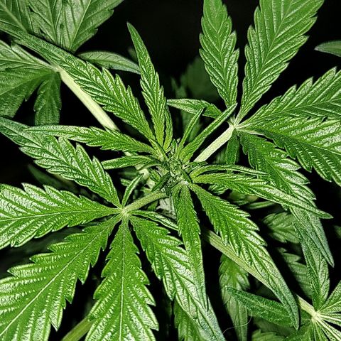 Big-Auto- #1 growlog timeline photo
